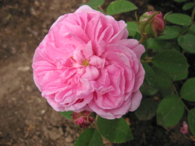R_centifolia_major_Auslaeufer_06.jpg