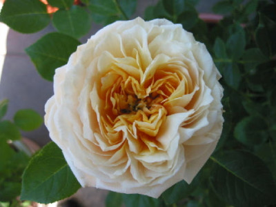 English_Garden_06.jpg