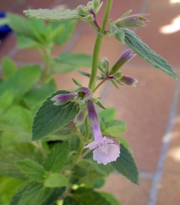 Lamiaceae.jpg