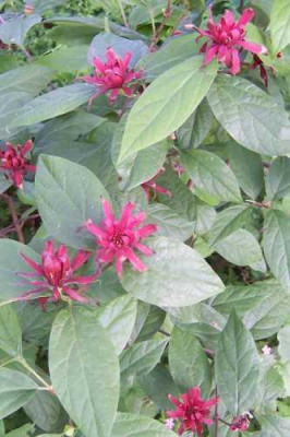 Calycanthus_fertilis.jpg