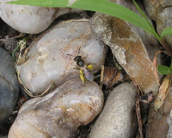Wildbiene_06_06_16_2a.jpg