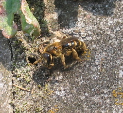 Wildbiene_06_06_16_3a.jpg