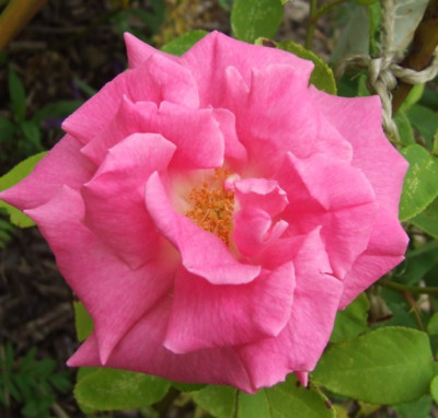 2006-06-15_zephirine_drouhin_k.jpg