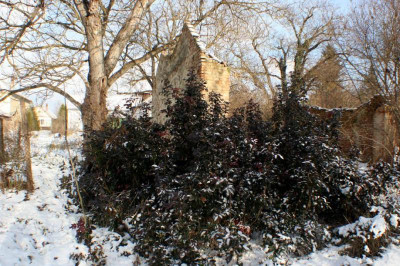 mahonie_winter.jpg