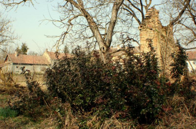 Mahonie_Frühling.jpg