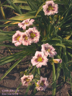 GT00-KR12.14__001.jpg