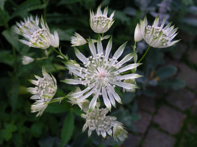 Astrantia_ex_Shaggy_k.jpg