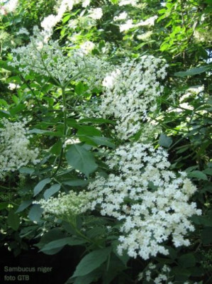 Sambucus_niger10762.jpg