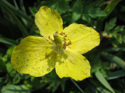 Meconopsis_cambrica_gelb_1079.jpg
