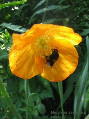 Meconopsis_cambrica_2_10801.jpg