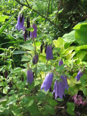 Campanula_Sarastro_10981.jpg
