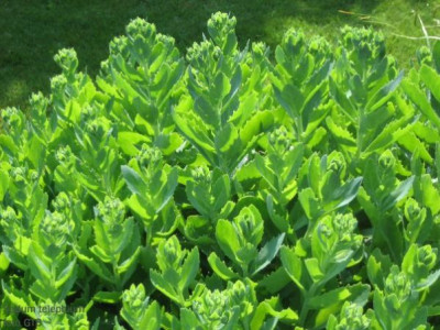 Sedum_telephium_10872.jpg