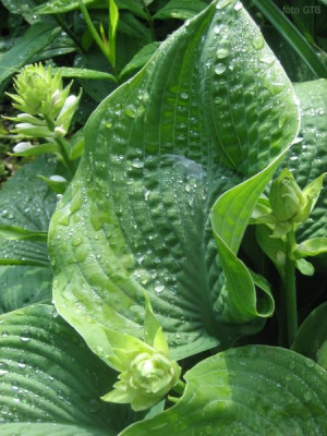 Hosta_sieboldiana_6_11011.jpg