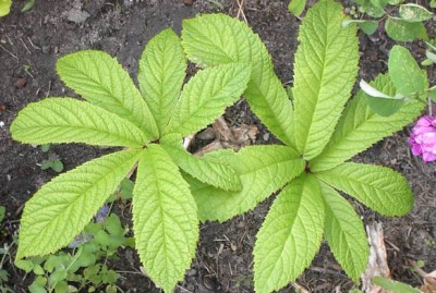 20040606_rodgersia_welche.jpg