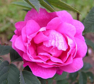 Hurdalsrose.jpg