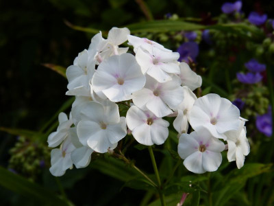 2015-07-30 Phlox 'Alexa.S'.jpg