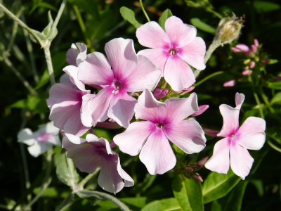 2015-07-30 Phlox ''Fr. Dr. Focke''.jpg