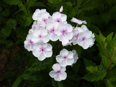 2015-07-30 Phlox 'Laubenpieper'.jpg