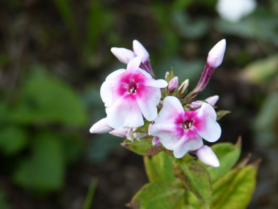 2015-07-30 Phlox 'Schaumkrone'.jpg