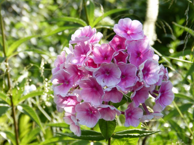 2015-07-30 Phlox 'Tüpfelchen'.jpg