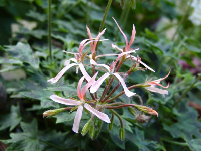 2015-07-30 Pelargonium 'Bird Dancer'.jpg