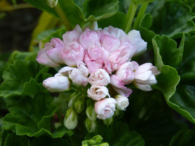 2015-07-30 Pelargonium 'Marbacka Tulpan'.jpg
