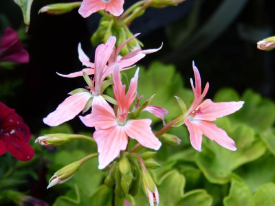 2015-07-30 Pelargonium 'Vectis Gold'.jpg