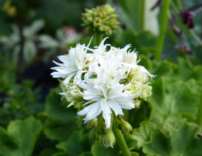 2015-07-30 Pelargonium 'Vectis Snow'.jpg