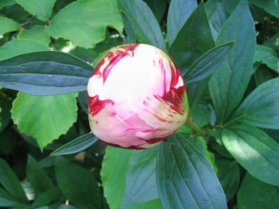 Paeonia_lactiflora_Hybride_fars.jpg