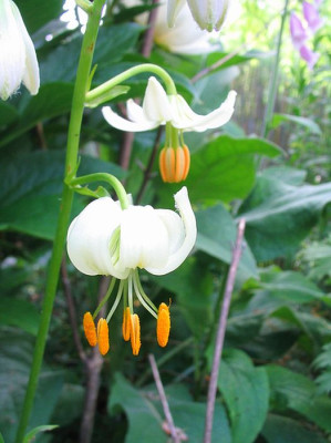 Lilium_martagon_wei_fars.jpg