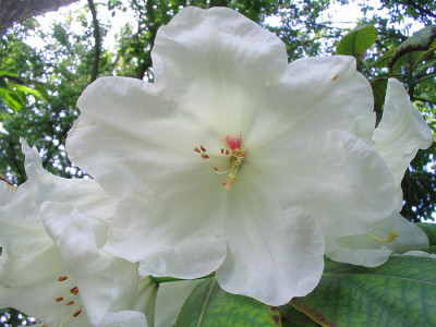 Rhododendron_Inamorata.jpg