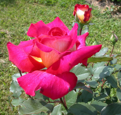 Bolshoi_HS_27885.jpg.jpg