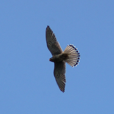 turmfalke_5369.jpg