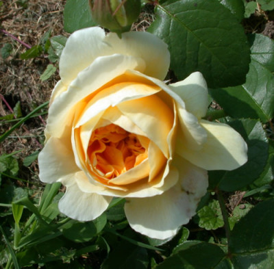 Yellow_Charles_Austin_HS_27914.jpg.jpg