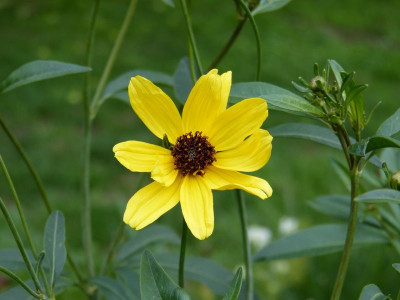 2015-07-29 Coreopsis tripteris JS® 'Red November'.jpg