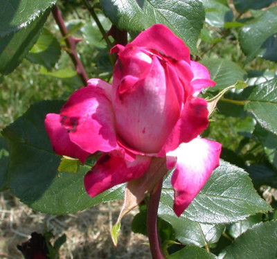Rose_Gaujard_HS_27931.jpg.jpg