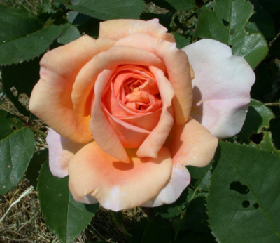 Charles_Austin_HS_27935.jpg.jpg