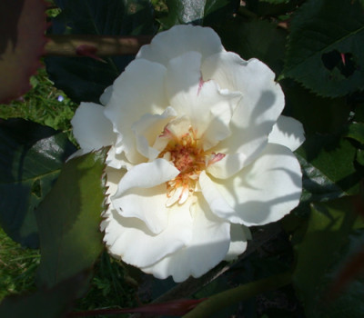 Margaret_Merril_HS_27887.jpg.jpg