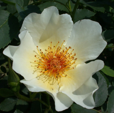 Golden_Wings_HS_27866.jpg.jpg