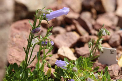 Campanula zoysii.jpg