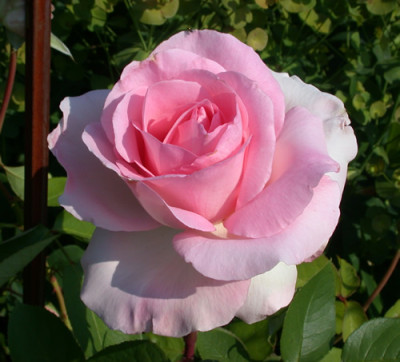 Grand_Siecle_S2_27847.jpg.jpg