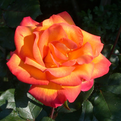 Rouge_et_Or_S2_27820.jpg.jpg