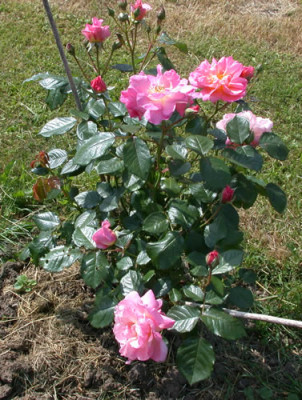 Nyphenburg_HS_27868.jpg.jpg