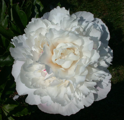 Festiva_Maxima_K_27824.jpg.jpg