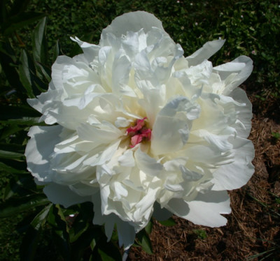 Couronne_dOr_K_27827.jpg.jpg