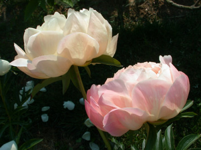 Coral_Charme_K_27834.jpg.jpg