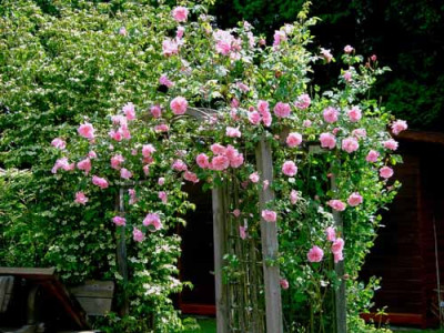 Rose_Mme_Sancy_de_Parabere.jpg