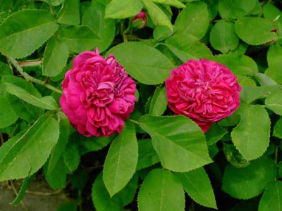 Rose_de_Resht.jpg