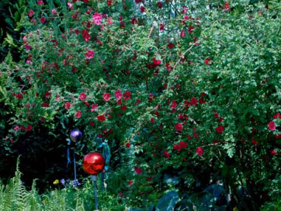 Rosa_moyesii_Geranium.jpg