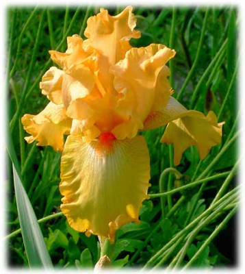 Iris_Feu_Follet.jpg